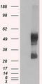 Large neutral amino acids transporter small subunit 2 antibody, CF500503, Origene, Western Blot image 