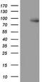 Hdm2 antibody, LS-C790241, Lifespan Biosciences, Western Blot image 