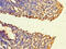 Farnesyltransferase, CAAX Box, Beta antibody, CSB-PA008780LA01HU, Cusabio, Immunohistochemistry frozen image 
