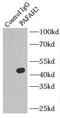 Platelet Activating Factor Acetylhydrolase 2 antibody, FNab06111, FineTest, Immunoprecipitation image 