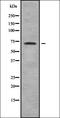 Solute Carrier Family 6 Member 11 antibody, orb338719, Biorbyt, Western Blot image 
