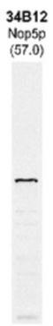 NOP58 Ribonucleoprotein antibody, NBP1-05225, Novus Biologicals, Western Blot image 