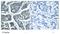 Phospholipase C Gamma 2 antibody, AP08037PU-N, Origene, Immunohistochemistry frozen image 