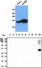 Cathepsin Z antibody, LS-B16348, Lifespan Biosciences, Western Blot image 