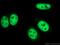 Cleavage Stimulation Factor Subunit 2 antibody, 26825-1-AP, Proteintech Group, Immunofluorescence image 