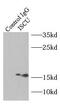 Iron-sulfur cluster assembly enzyme ISCU, mitochondrial antibody, FNab04402, FineTest, Immunoprecipitation image 