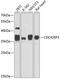 CDC42 Effector Protein 3 antibody, GTX66524, GeneTex, Western Blot image 