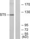 Suppression Of Tumorigenicity 5 antibody, abx013557, Abbexa, Western Blot image 