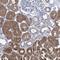 Inositol Monophosphatase 2 antibody, NBP1-86352, Novus Biologicals, Immunohistochemistry frozen image 