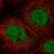 Junctional Cadherin Complex Regulator antibody, HPA040344, Atlas Antibodies, Immunofluorescence image 