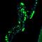 Lipoic Acid Synthetase antibody, PA5-53861, Invitrogen Antibodies, Immunofluorescence image 