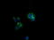 Caseinolytic Mitochondrial Matrix Peptidase Proteolytic Subunit antibody, TA502075, Origene, Immunofluorescence image 