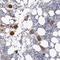 Protein Kinase Domain Containing, Cytoplasmic antibody, HPA026526, Atlas Antibodies, Immunohistochemistry frozen image 