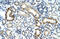 Zinc Finger CCCH-Type, RNA Binding Motif And Serine/Arginine Rich 2 antibody, ARP40573_T100, Aviva Systems Biology, Immunohistochemistry paraffin image 