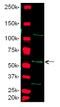ST2 antibody, GTX25708, GeneTex, Western Blot image 