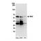MYC Associated Zinc Finger Protein antibody, NB100-86984, Novus Biologicals, Western Blot image 