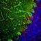 PVALB antibody, M04041-2, Boster Biological Technology, Immunohistochemistry frozen image 
