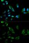NIMA Related Kinase 8 antibody, GTX54586, GeneTex, Immunofluorescence image 