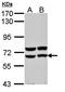 Pancreatic alpha-amylase antibody, orb69948, Biorbyt, Western Blot image 