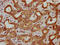 Hemoglobin Subunit Gamma 2 antibody, CSB-PA010156LA01HU, Cusabio, Immunohistochemistry frozen image 