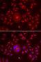 Golgi reassembly-stacking protein 1 antibody, LS-C334826, Lifespan Biosciences, Immunofluorescence image 