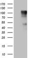 Fibrous sheath-interacting protein 1 antibody, CF806079, Origene, Western Blot image 
