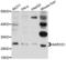 Aldo-Keto Reductase Family 1 Member D1 antibody, LS-C411120, Lifespan Biosciences, Western Blot image 