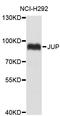 Junction Plakoglobin antibody, abx125028, Abbexa, Western Blot image 