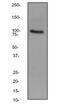Nuclear Factor, Erythroid 2 Like 2 antibody, ab62352, Abcam, Western Blot image 