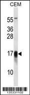 FXYD Domain Containing Ion Transport Regulator 5 antibody, 58-089, ProSci, Western Blot image 