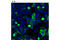Cyclin B1 antibody, 12231S, Cell Signaling Technology, Immunofluorescence image 
