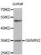 Gem Nuclear Organelle Associated Protein 2 antibody, abx002220, Abbexa, Western Blot image 