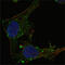 GA Binding Protein Transcription Factor Subunit Alpha antibody, abx010817, Abbexa, Enzyme Linked Immunosorbent Assay image 