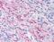 Myelin Basic Protein antibody, MA1-25034, Invitrogen Antibodies, Immunohistochemistry frozen image 