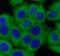 Caspase 7 antibody, FNab10124, FineTest, Immunofluorescence image 