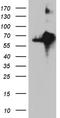 Protein O-Glucosyltransferase 3 antibody, TA809568S, Origene, Western Blot image 