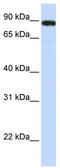 Family With Sequence Similarity 47 Member A antibody, TA337627, Origene, Western Blot image 