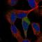 Tumor Protein P53 Inducible Nuclear Protein 1 antibody, HPA005856, Atlas Antibodies, Immunofluorescence image 