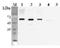 FTO Alpha-Ketoglutarate Dependent Dioxygenase antibody, AM33418PU-N, Origene, Western Blot image 