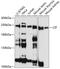 Citron Rho-interacting kinase antibody, 19-127, ProSci, Western Blot image 