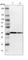 Cysteine And Serine Rich Nuclear Protein 3 antibody, HPA017905, Atlas Antibodies, Western Blot image 