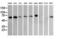 RIO Kinase 2 antibody, LS-C174157, Lifespan Biosciences, Western Blot image 