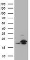 NME1 antibody, TA801245, Origene, Western Blot image 