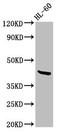 Ceramide Synthase 6 antibody, LS-C674265, Lifespan Biosciences, Western Blot image 