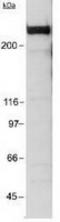 E1A Binding Protein P300 antibody, TA309640, Origene, Western Blot image 
