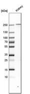 Phospholipase A2 Receptor 1 antibody, HPA012657, Atlas Antibodies, Western Blot image 
