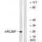 ADP Ribosylation Factor Like GTPase 2 Binding Protein antibody, PA5-49972, Invitrogen Antibodies, Western Blot image 