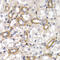 CD83 Molecule antibody, 18-462, ProSci, Immunohistochemistry frozen image 