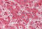 SH2 domain-containing adapter protein B antibody, ARP58762_P050, Aviva Systems Biology, Immunohistochemistry frozen image 