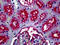 Membrane Metalloendopeptidase antibody, 51-645, ProSci, Immunohistochemistry frozen image 
